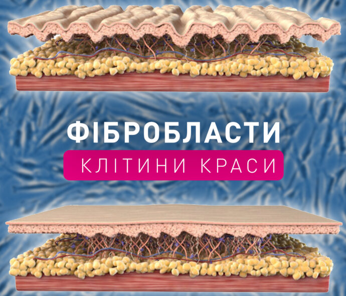 Фібробласти - клітини краси